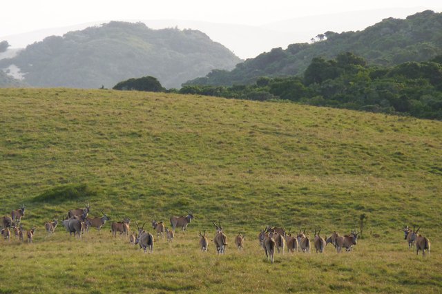 eland